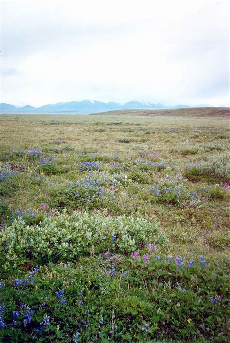 Landscapes | Free Stock Photo | An arctic tundra and mountains | # 16853