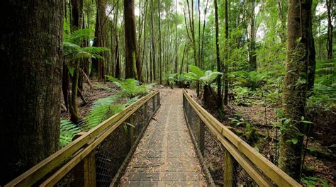 Mount Field National Park - Tours and Activities | Expedia