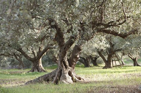 Greece, Crete, Olive tree in olive orchard stock photo