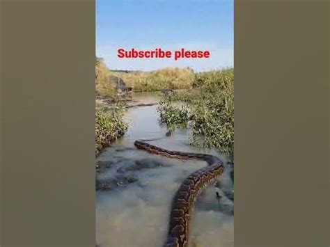 সাপ#অজাগর সাপ#Python snake game#jungle snake - YouTube