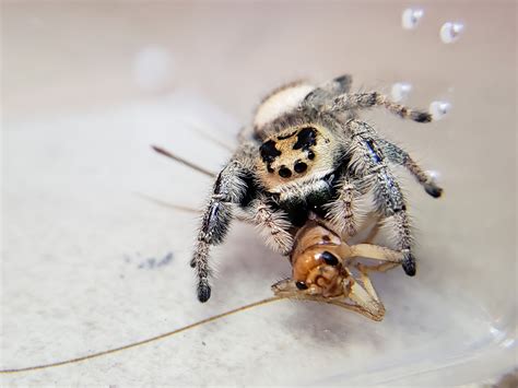 Regal Jumping Spider (Phidippus regius) - Spiders - Bug Pets USA | Garden Grove Pet Bug Shop