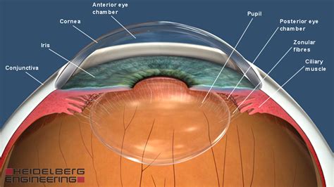 Anterior part of your eye | Know the Eye