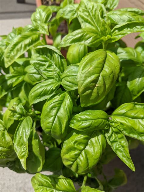 Sweet Basil uses in Cooking - Kitchen Foliage