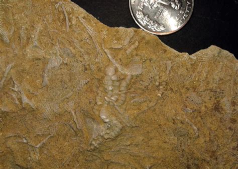 Alabama Fossils - Fossil Hunting Trips - The Fossil Forum