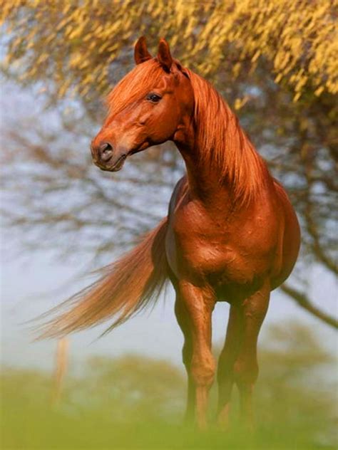Chestnut Beauty ️ | Horses, Chestnut horse, Pretty horses
