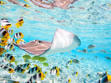 Best Snorkeling In Turks And Caicos - Top Spots In Providenciales