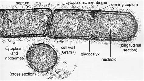 BIOL 230 Lab Manual - Prokaryotic Cell