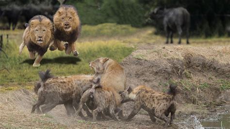 The hyena made a big mistake when attacking the lion and the lion family’s spectacular rescue ...