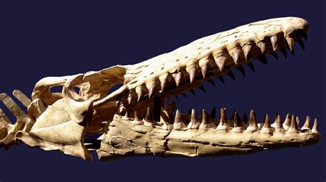 Mosasaurus beaugei systematic paleontology SQUAMATA Oppel, 1811 MOSASAURIDAE Gervais, 1853 ...