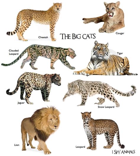 I Spy Animals: Do you know your cats?