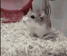 Hamster Spinning GIF - Hamster Spinning Wheel - Discover & Share GIFs