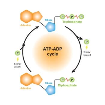 Chapter 8.1 Atp Adp Energy Cycle - MehboobRidah