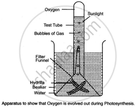 Draw a Neat and Well-labeled Diagram of the Apparatus You Would Set up to Show that Oxygen is ...