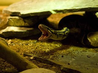 Calgary Zoo Alberta Canada Snake Reptile | Taken with the Ol… | Flickr