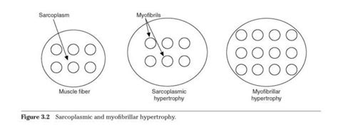 Sarcoplasmic Hypertrophy: The Bros Were Probably Right