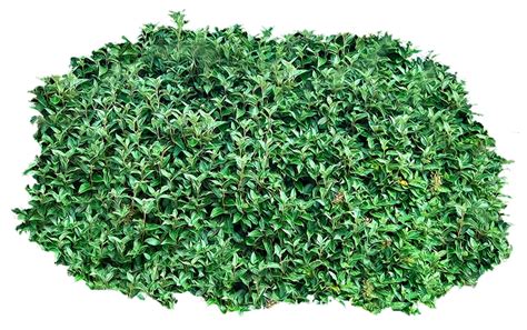 Bushes Clipart Transparent HQ PNG Download | FreePNGImg