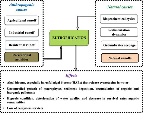 Effects Of Eutrophication On An Ecosystem