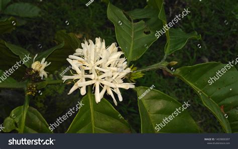 Coffee Tree Flower Background Stock Photo 1403800397 | Shutterstock