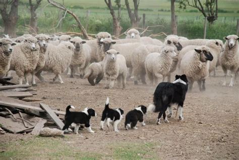 Details about BORDER COLLIE w PUPS "Herding Class" on ONE 16" Fabric ...