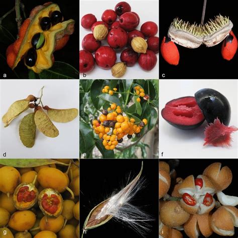 A selection of the rainforest fruits collected representing fleshy and... | Download Scientific ...