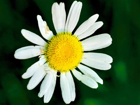 Oxeye daisy