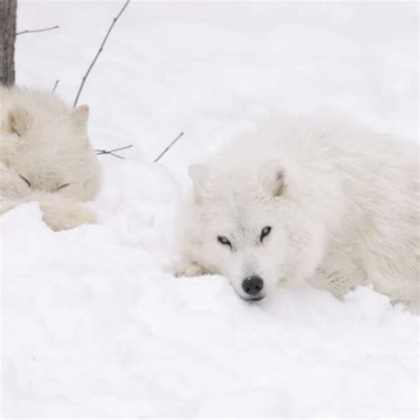 The Arctic Fox : Nature's Frosty Survivor - Wild Lifes Hub