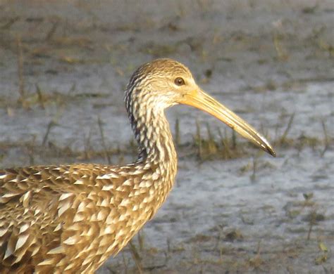 Bird & Travel Photos, Birding Sites, Bird Information: LIMPKIN, THE ...