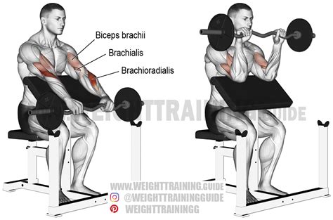 EZ bar reverse preacher curl exercise instructions and video | Preacher ...