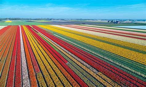 Amsterdam Tulips: How To See These Majestic Blooms | Amsterdam tulips ...