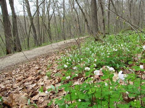 Minnesota wildflowers – Lisa McClintick