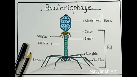 Bacteriophage labeled diagram drawing/How to draw a neat labeled ...