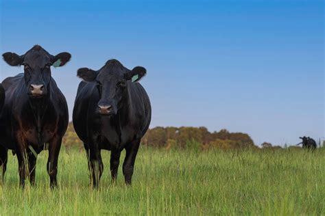 Angus Cattle: Key Characteristics and Benefits for Modern Farming