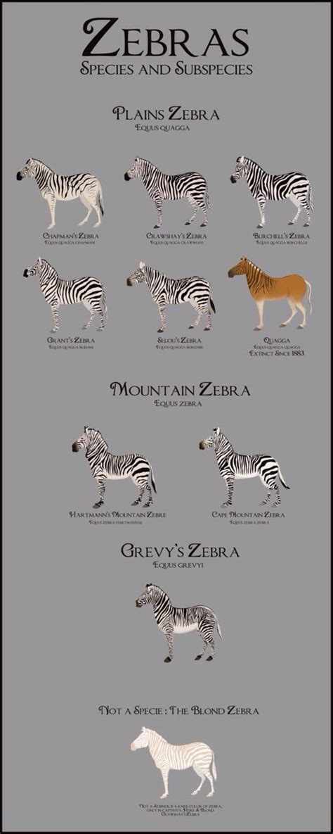 Zebra Species & Subspecies | Zebra species, Zebras, Hooved animal