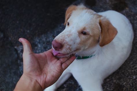 Person Holding the Chin of White Dog · Free Stock Photo