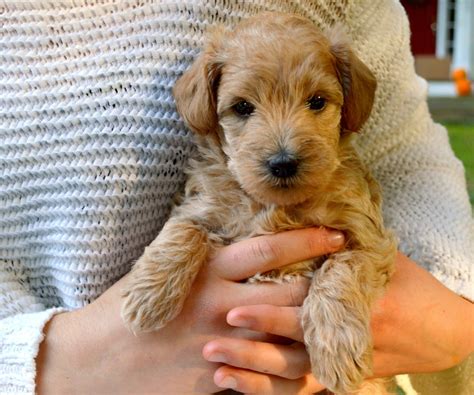 Growing Puppies - Virginia Schnoodle Breeder --Hypoallergenic Dogs: Misty's Puppies - 5 weeks old