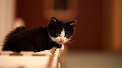 Cute Black And White Kittens Wallpapers - Wallpaper Cave