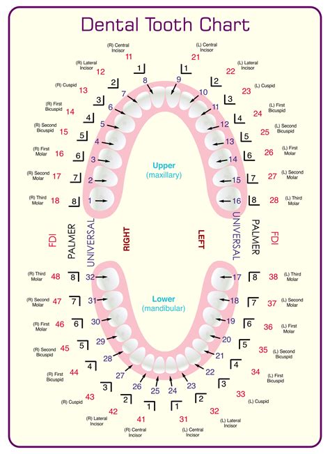 Diagram Of Dental Tooth Numbering System