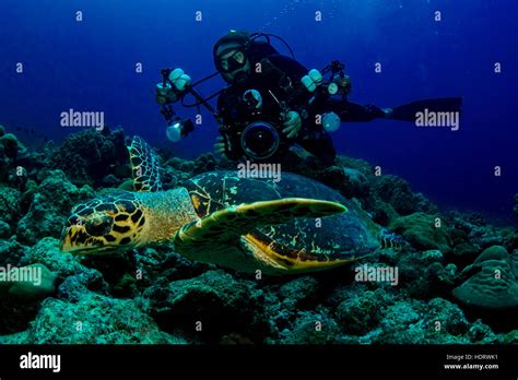 underwater photography of underwater photographer with a turtle in Maldives Stock Photo - Alamy