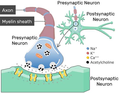 Neurotransmitters Acetylcholine