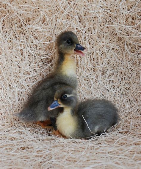 Pin by Jordyn Dibiase on ducks | Duck pictures, Ducklings, Baby animals