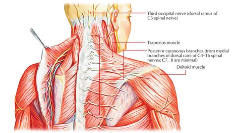 Anatomia Dorsal