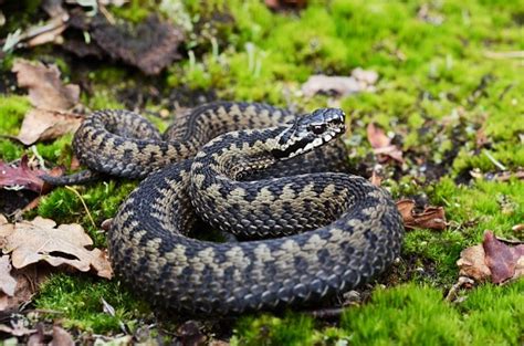 Common European Adder Stock Photo - Download Image Now - iStock