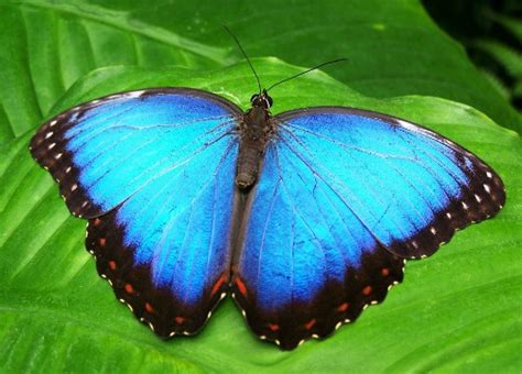 Bolivian Wildlife Trivia. Interesting Facts About Birds and Animals