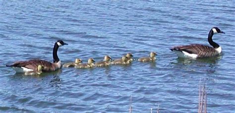 Teaching about bird migration | Bird migration, Nature lessons, Teaching