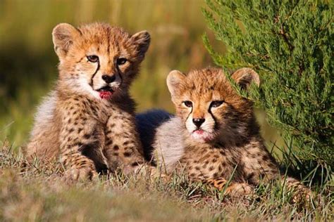 Birth of cheetah cubs brings good tidings for conservationists