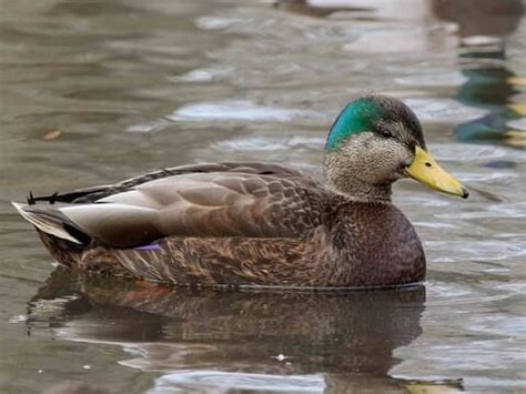 10-15 cm Mallard 10 duck feathers approx Jewelry Making & Beading ...