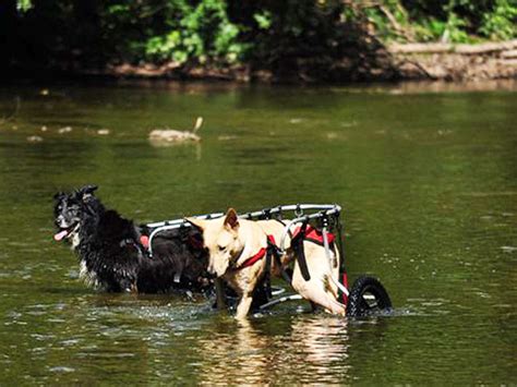 Paralyzed pets rock their wheels: 30 awesome animals - CBS News