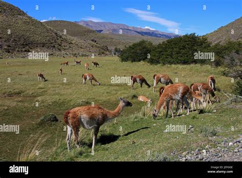 Male guanacos patagonia hi-res stock photography and images - Alamy