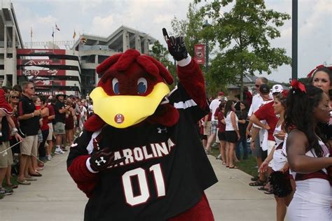 Cocky!!! | Football usa, South carolina gamecocks, Gamecocks