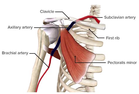 Axillary Artery And Brachial Artery